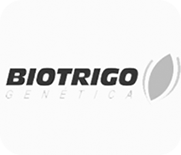 Biotrigo