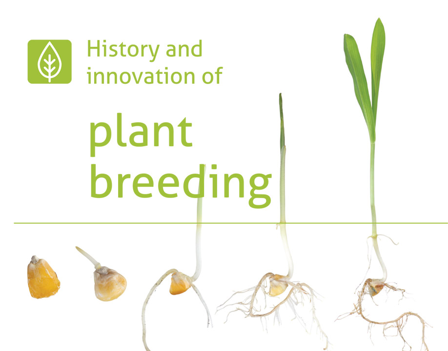 Imagem History and innovation of plant breeding
