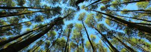 Floresta de eucalipto