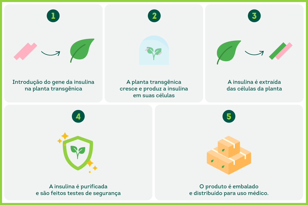 Como a insulina é produzida com plantas transgênicas?